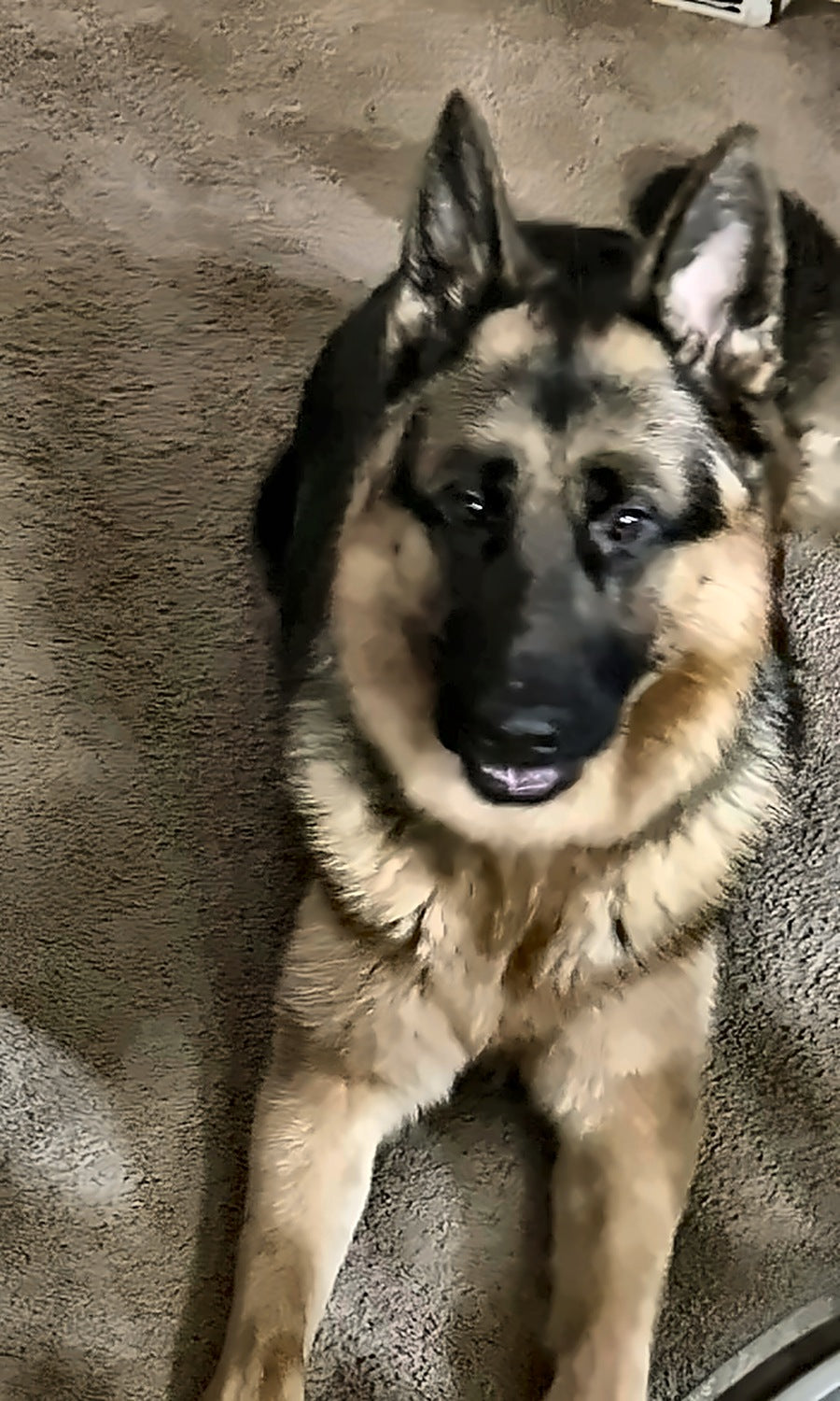 A German Shepherd resting on the carpet at home