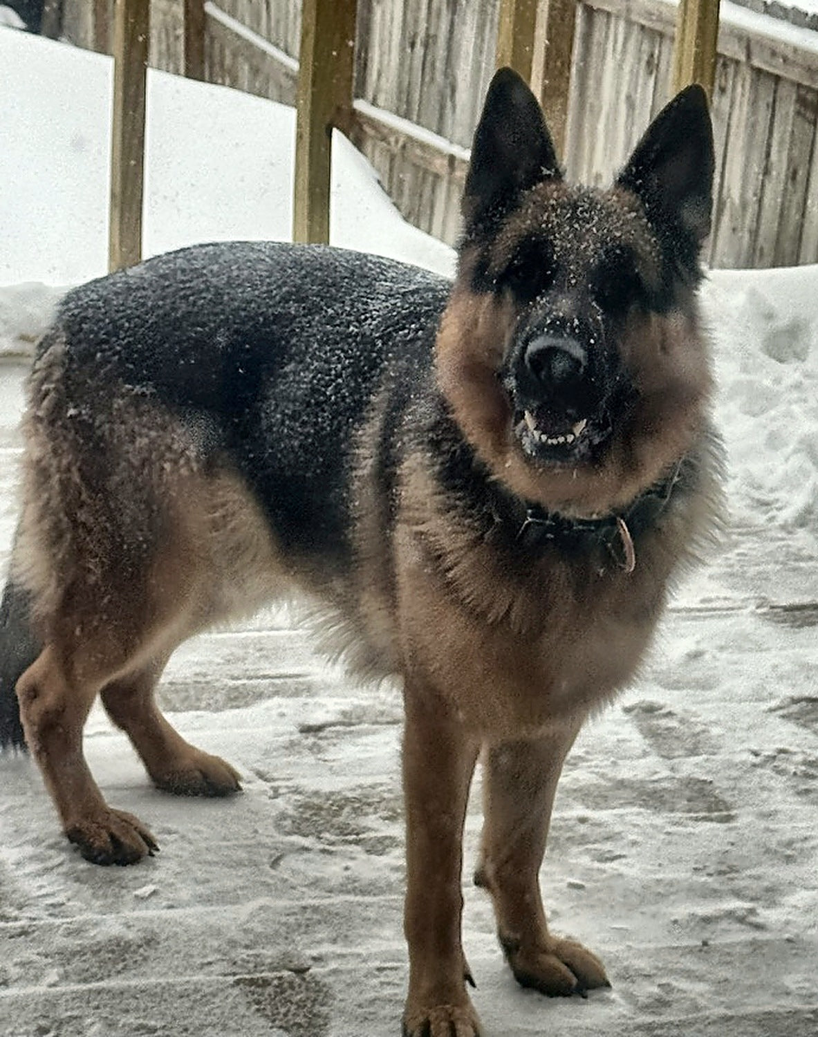 A German Shepherd standing in fresh snow, ready for a walk