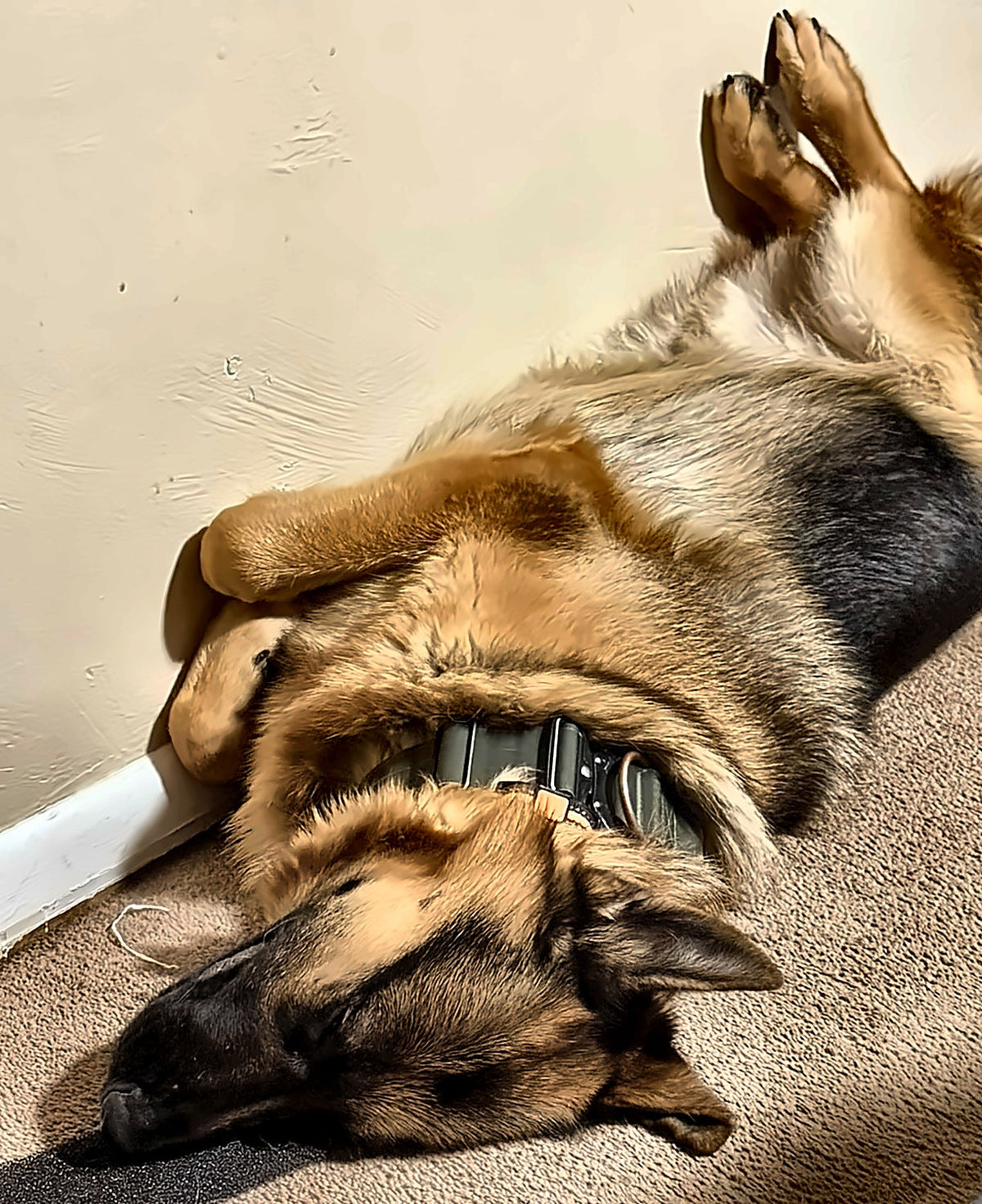 A German Shepherd fast asleep on his back