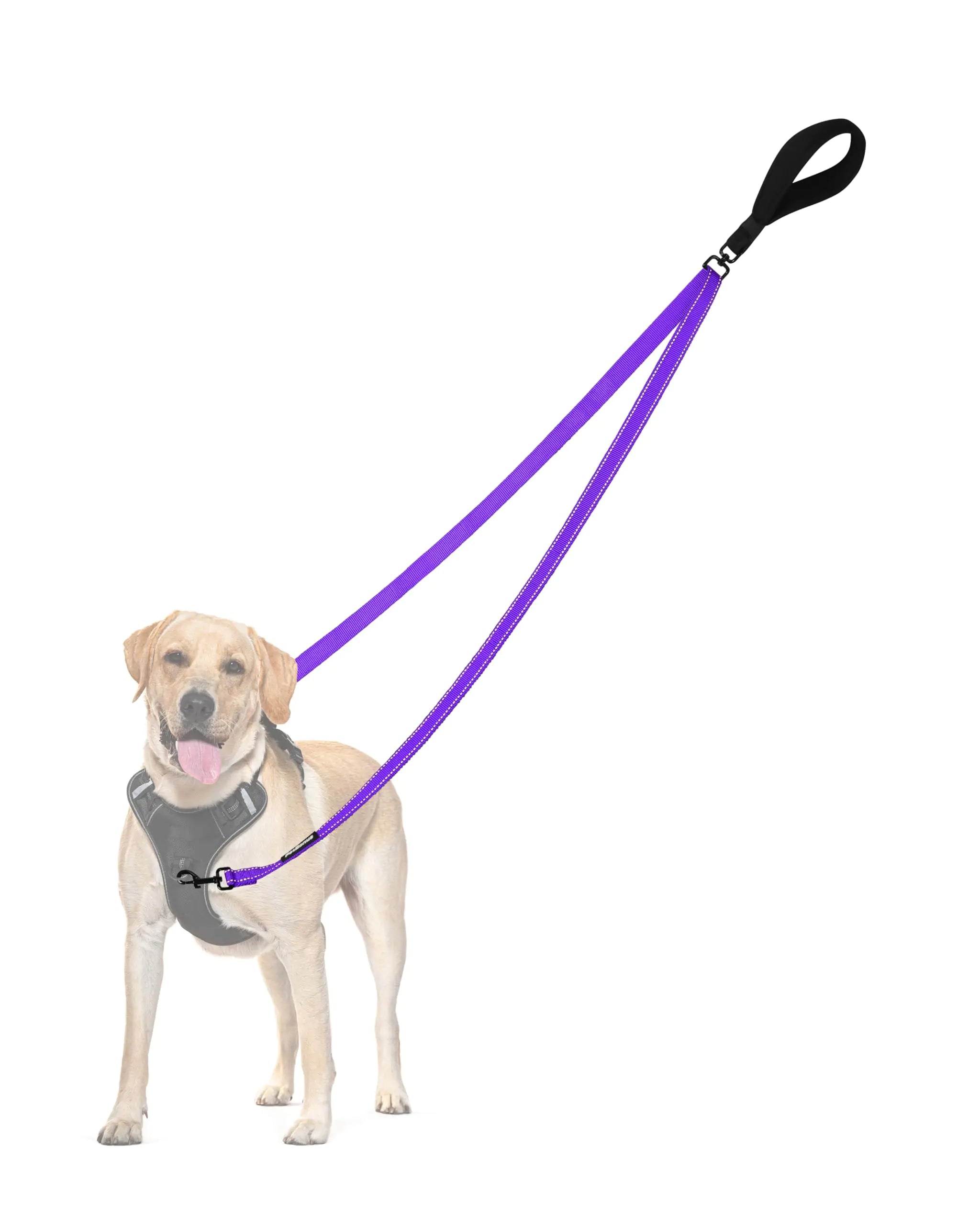 Dog on a walk wearing a padded no-pull leash