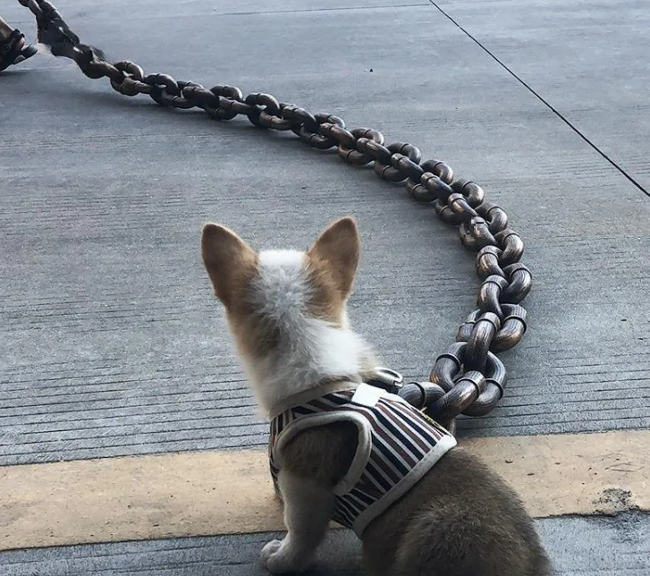 Calm Clean Companion Chew-Proof Chain Leash