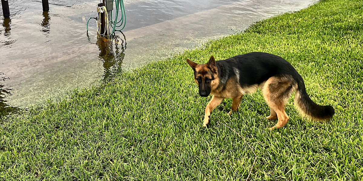 A German Shepherd on the grass beside a flooded Florida canal
