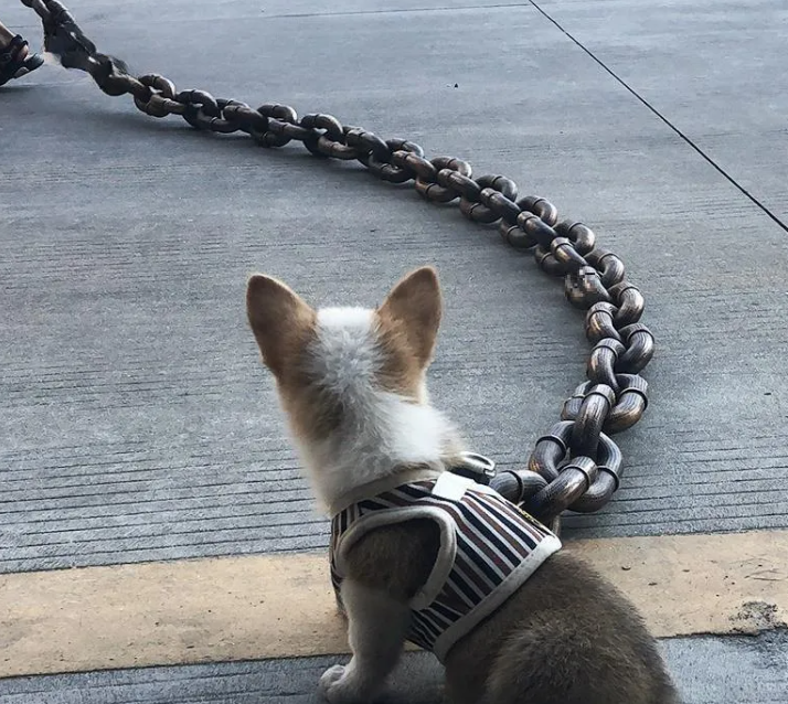 Calm Clean Companion Chew-Proof Chain Leash