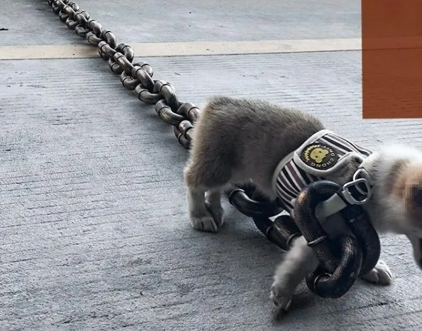 Calm Clean Companion Chew-Proof Chain Leash