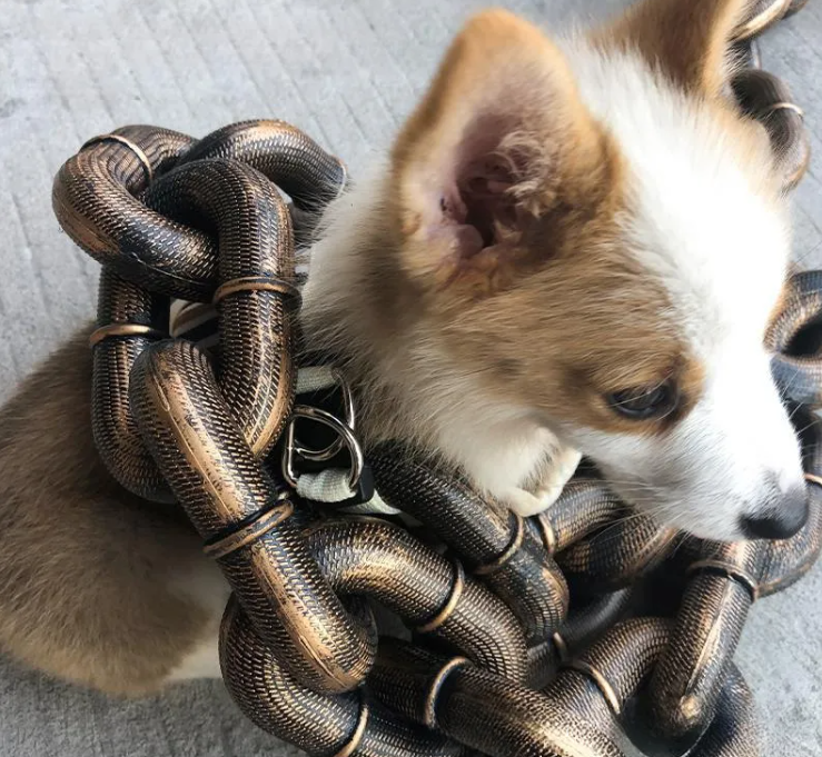 Calm Clean Companion Chew-Proof Chain Leash