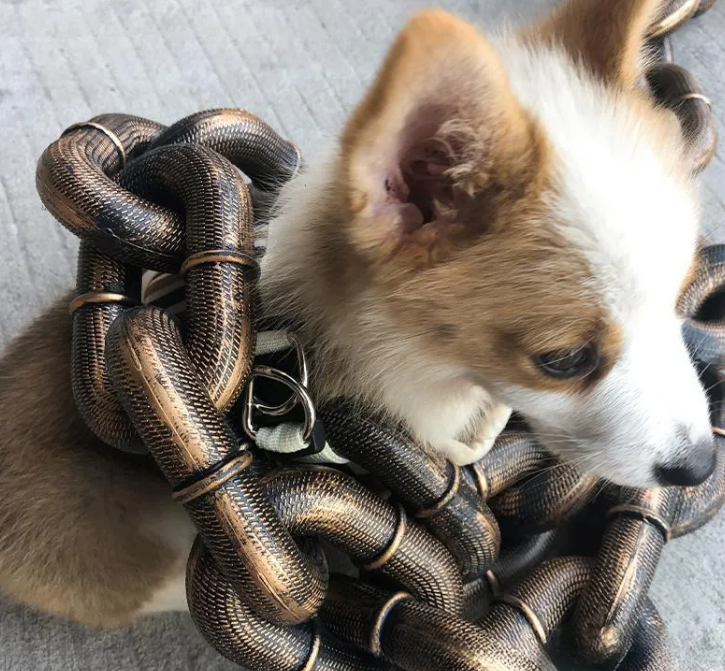 Calm Clean Companion Chew-Proof Chain Leash