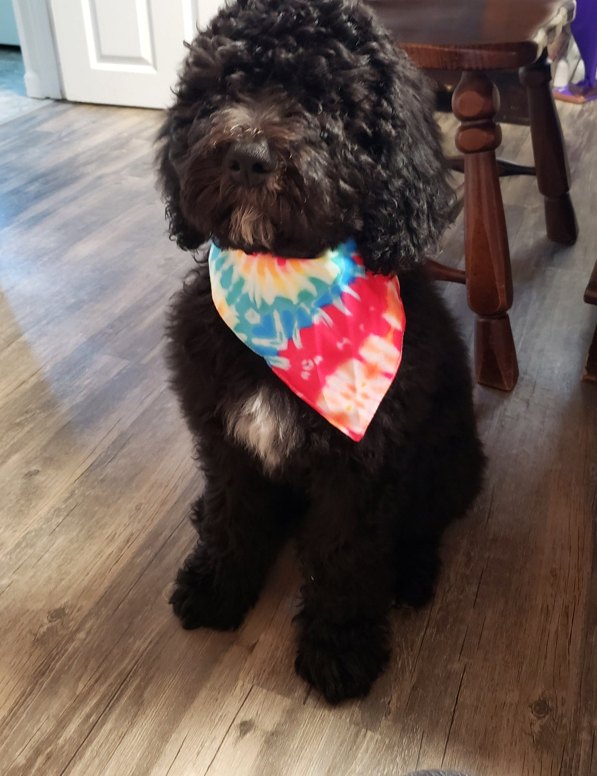 Black doodle wearing a tie-dye bandana, sitting on a wood floor