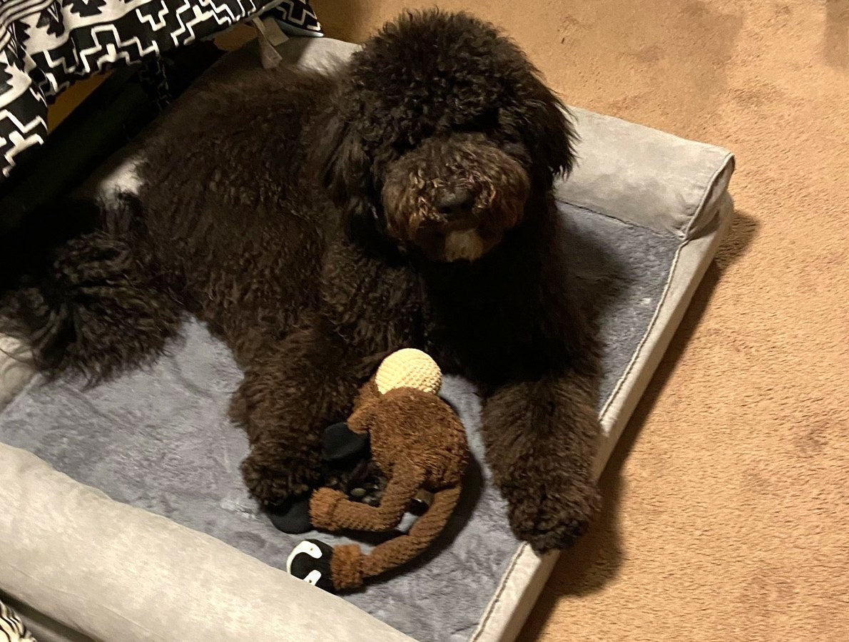 Black doodle resting in a grey orthopaedic bed with a plush monkey toy