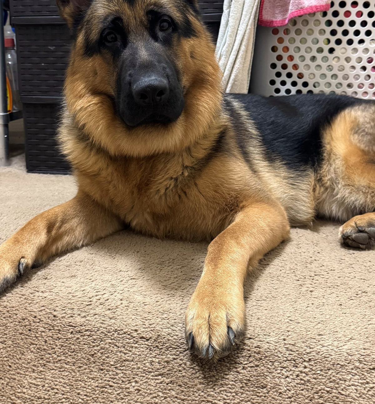 German shepherd lying down with paws stretched forward, looking at the camera