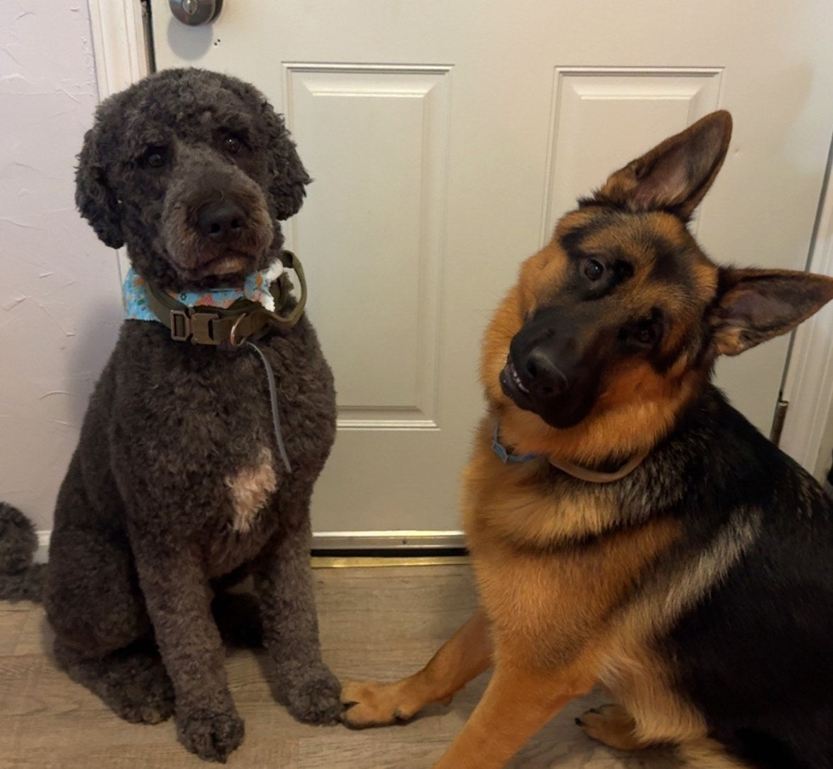 A grey standard poodle and a German shepherd sitting together by the front door