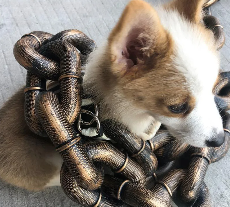 Calm Clean Companion Chew-Proof Chain Leash