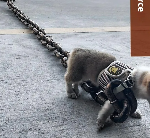 Calm Clean Companion Chew-Proof Chain Leash
