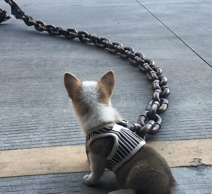 Calm Clean Companion Chew-Proof Chain Leash